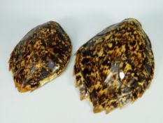 TWO PRE 1947 TURTLE SHELLS 33cms and 29cms