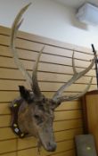 VINTAGE STAG'S HEAD mounted on a wooden wall hanging shield back