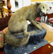 A TAXIDERMY FOX on a papier-mache rocky mount, the fox in aggressive snarling pose typical of