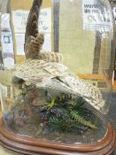 A TAXIDERMY STUDY OF A KESTREL WITH PREY under a glass dome