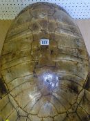 A LARGE VICTORIAN TURTLE SHELL, 60 x 43cms