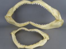 TWO SHARK JAW BONES with teeth, 35 and 20cms widths