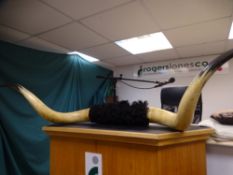 A PAIR OF BUFFALO HORNS