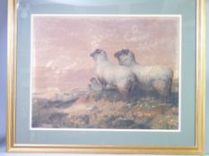 FRAMED PRINT - 'Our Flocks No. South Downs', unsigned, 50 x 65cms