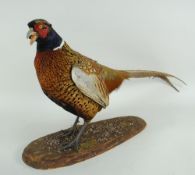TAXIDERMY PHEASANT standing on naturalistic oval plinth, 36.5cms high Provenance: bought from Head &
