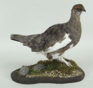 TAXIDERMY PTARMIGAN in autumn moult, standing on naturalistic rock work base, 29cms high