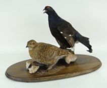 TAXIDERMY BLACK COCK & GREY HEN on oval wooden plinth within handmade oak case Provenance: bought