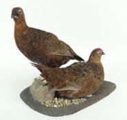 TAXIDERMY STUDY OF TWO RED GROUSE, one standing, one siting, on naturalistic rock work base, 32.5cms