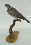 TAXIDERMY WOOD PIGEON raised on branch, on plinth, 45cms high
