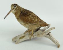 TAXIDERMY WOOD COCK standing on naturalistic branch base, 23cms high Provenance: bought from