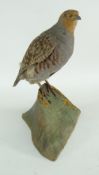 TAXIDERMY GREY PARTRIDGE standing on naturalistic wooden base, 30cms high Provenance: bought from