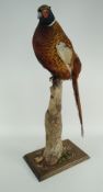TAXIDERMY PHEASANT raised on vertical naturalistic branch, on rectangular base, 76cms high