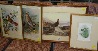 FOUR FRAMED BIRD PRINTS including Basil Ede 'Wax wing-Cedar' and 'Nightingale-wild honeysuckle',
