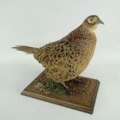TAXIDERMY PHEASANT HEN standing on naturalistic rectangular plinth Provenance: bought from Head &