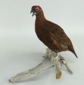 TAXIDERMY RED GROUSE standing on branch work base, 32.5cms high Provenance: bought from Head & Tails