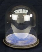 GOOD ANTIQUE GLASS PRESENTATION DOME on black painted circular wooden base with fabric interior,