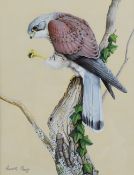 GARETH PARRY mixed media - fine early-career study of a kestrel on a branch, signed, 28 x 21cms