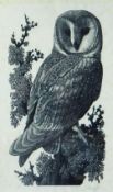 CHARLES FREDERICK TUNNICLIFFE black and white print - study of a perched owl, signed, 36 x 23cms