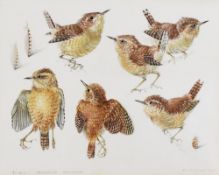 MILDRED E ELDRIDGE watercolour and pencil - studies of a wren, titled and with Latin nomenclature,