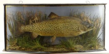 ANTIQUE TAXIDERMY TROUT preserved within a curved glass case within reeds and grasses and pseudo