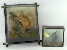 VINTAGE TAXIDERMY SQUIRREL & SIMILAR KINGFISHER WITH SMALL YELLOW BIRD two cases, damage to glass on