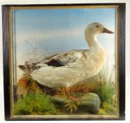 ANTIQUE TAXIDERMY GOOSE STANDING ON A FAUX ROCKY BASE AMONGST REEDS & GRASSES, rectangular based