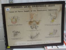 FRAMED 'FISCHER'S LOCAL ANAESTHESIA' CHART with series of coloured diagrams Provenance: vendor's