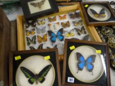 FOUR FRAMED WALL HANGING BUTTERFLY SPECIMENS