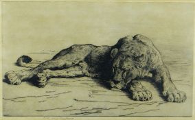 HERBERT THOMAS DICKSEE RE (1862-1942) etching - study of a sleeping lioness, signed and with Fine