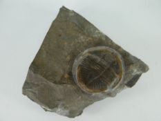 BELIEVED TRILOBITE FOSSIL