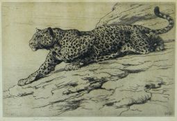 HERBERT THOMAS DICKSEE RE (1862-1942) etching - study of a prowling leopard, signed and with Fine