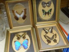 FOUR FRAMED BUTTERFLY SPECIMENS