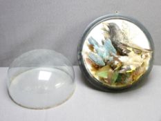 TAXIDERMY - garden birds within a glass dome