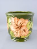 MOORCROFT CORAL HIBISCUS PLANTER, 17cms H, 17cms diameter