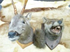 TAXIDERMY - a fox on a plinth, label verso 'F W Bartlett', a skin and another head on a plinth