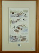 PHILIP SNOW coloured print with annotations - dabbling ducks, signed, 31 x 19cms