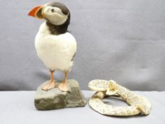 TAXIDERMY - puffin on a stone plinth, 25cms H and a rattle snake
