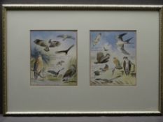 PHILIP SNOW watercolour - 'Wildlife Studies - various bird studies', two in one frame, both