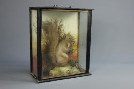 A Taxidermy Squirrel