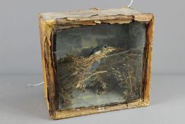 A Victorian Kingfisher