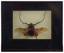 Taxidermy: Three cases of tropical beetles (3)