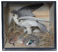 Taxidermy: A Victorian peregrine falcon with a dead teal