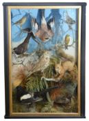 Taxidermy: A Victorian case of Brit. birds and a red squirrel