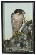 Taxidermy: A Victorian peregrine falcon