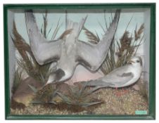 Taxidermy: Early 20th century pair of Arctic Terns