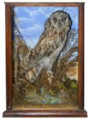 Taxidermy: A Victorian tawny owl by G.F. Tucker