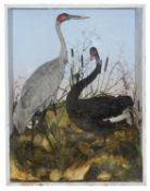 Taxidermy: A Victorian black swan and a crane