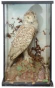 Taxidermy: An early 20th century snowy owl