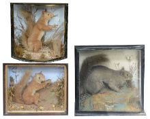 Taxidermy: Three Victorian cases of squirrels