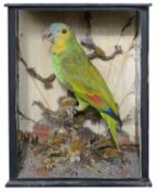 Taxidermy: A Victorian tropical green parrot